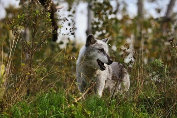 Obraz premium The timber folf - gray/grey wolf (Canis lupus).Beutiful north american predator native to the north wilderness