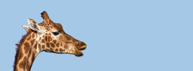 Rothschild's giraffe socail media banner