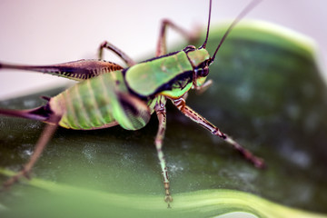 macro, closeup at insect Parga, Greece