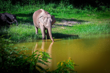 Fototapeta premium wild elephant play water