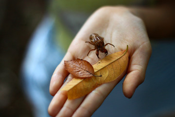 Clam shell and fallen leaves on palm