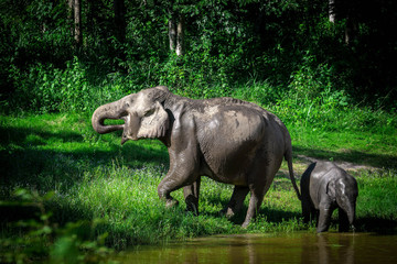 Fototapeta premium wild elephant play water