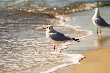  seagull on a sunny beach