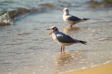  seagull on a sunny beach