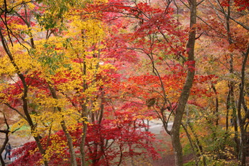 紅葉の風景