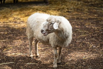 Obraz premium portrait of white sheep on the street