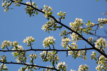 white flowers in spring