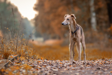 Allein im Wald