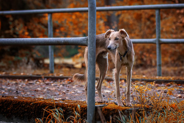 auf der Brücke im Wald