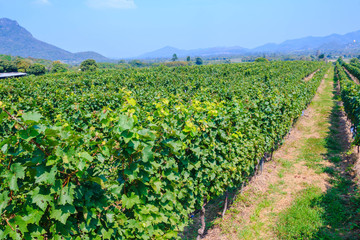 Fototapeta na wymiar scenery of vineyard