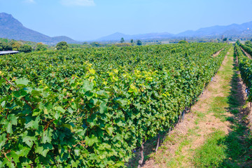 Obraz premium scenery of vineyard