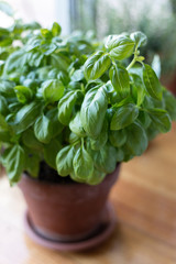 A potted basil plant in spring