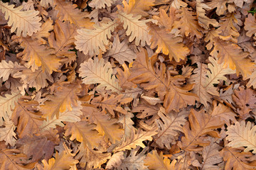 Pile of fallen autumn Leaves on the ground background Texture, colors yellow, orange and brown in the forest season concept