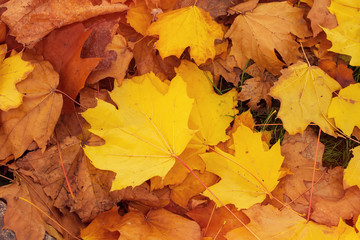 Naklejka na ściany i meble autumn maple leaves / background photos mid autumn