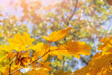 Fototapeta na wymiar autumn maple leaves / background photos mid autumn