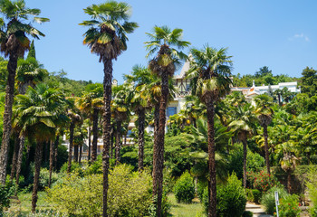 Fototapeta na wymiar Line up of palm trees in city