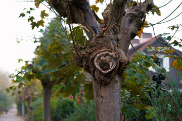 Cut down tree on Avenue of trees