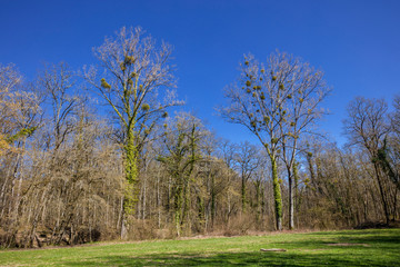 Obraz premium Las genewski, Szwajcaria