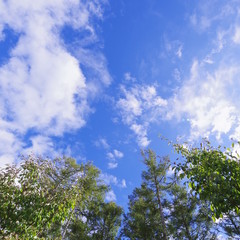 Obraz premium 創造の森