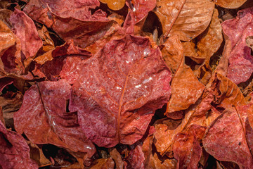 Full-frame images of purple dry leaves on the ground