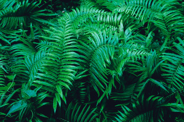 Fototapeta na wymiar Full-frame images of Green Fern, Natural images for background or wallpaper