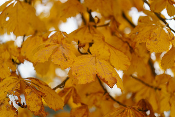 Golden texture of chestnut leaves on a tree. Natural texture of autumn leaves. Suitable for posters, greeting cards, post cards. Concepts of beauty in nature.
