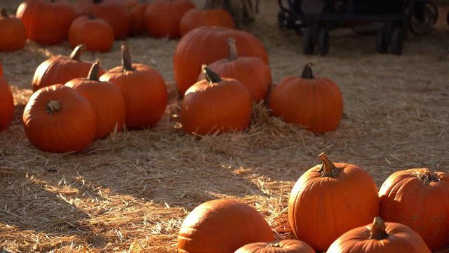Halloween Pumpkins On Hay Field At Pumpkin Patch