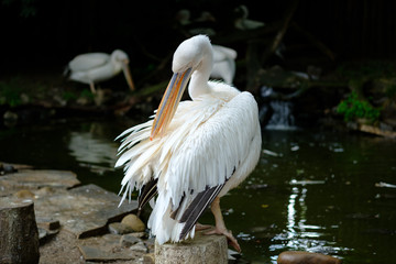 white pelican cleans feathers on the water