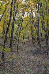 forest in autumn