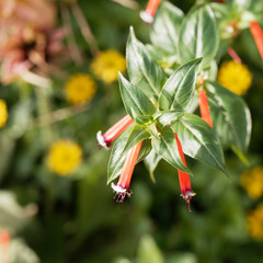 Plante-cigare ou Fleur-cigarette (Cuphea ignea)