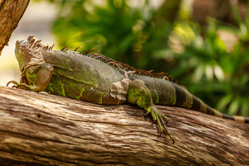 Lazy iguana laying on branch