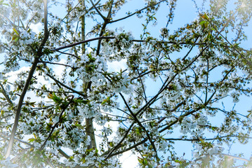 Wild, spring blossom seen growing in an English garden in early spring.