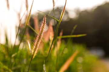 Grass flowers with rim light effect at sunset. Flower grass and sunrise background in the morning. Grass flowers in the grass field in the sunlight .