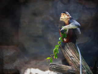 Red-shanked Douc (Pygathrix nemaeus)