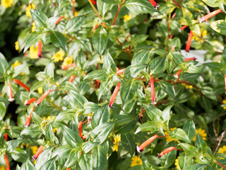 Cuphea ignea - Plante-cigare ou Fleur-cigarette au long calice tubulé rouge borduré de blanc et noir, au feuillage lancéolé vert foncé