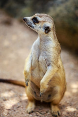 Meerkat (Surikate)