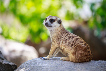 Meerkat (Surikate)