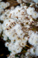 The meadow flower bloomed in autumn and opened its seeds