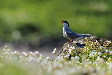 Arctic Tern calling from flowers - 298463333