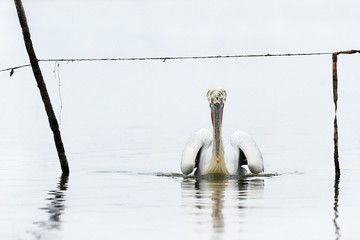 Dalmatian Pelicans on Lake Kerkini in Winter - 298463359