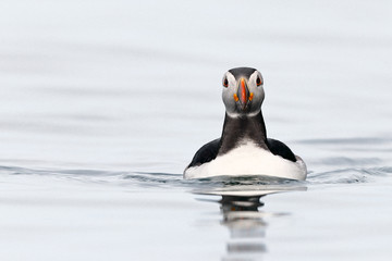 Puffins on the Isle of May, Scotland - 298463374