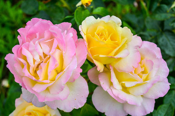 Pink and yellow rose flower. Close-up photo of garden flower with shallow DOF