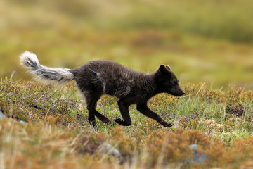 Arctic Fox running in heather - 298463522
