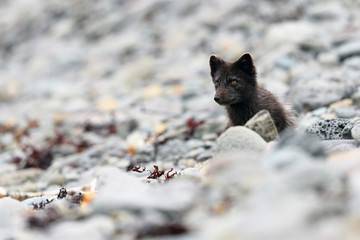 Arctic Fox on stone beach  - 298463554