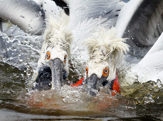 Dalmatian Pelicans on Lake Kerkini in Winter - 298463583