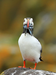 Puffins on the Isle of May, Scotland - 298463594