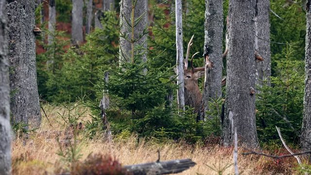 Red deer (Cervus elaphus) walking through dead forest