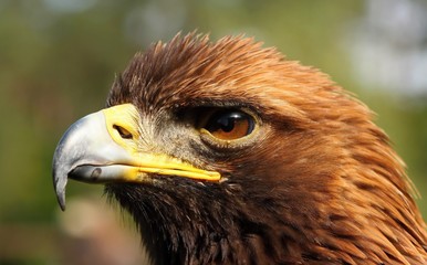 Details and portraits of birds of prey,