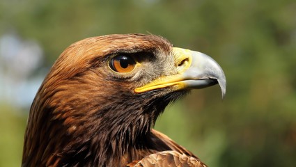 Details and portraits of birds of prey,