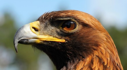 Details and portraits of birds of prey,